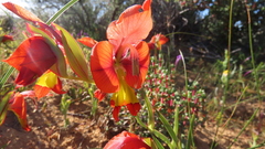 Gladiolus alatus