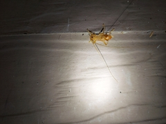 Camptonotus carolinensis