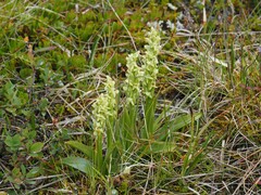 Platanthera hyperborea