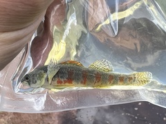 Etheostoma exile