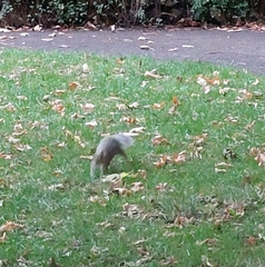 Sciurus carolinensis