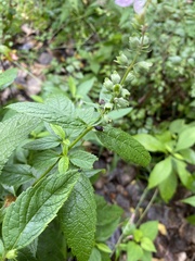 Teucrium canadense