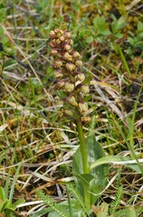 Dactylorhiza viridis