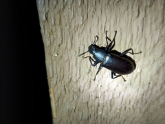 Alobates pensylvanicus