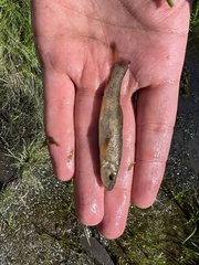 Catostomus catostomus