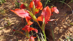 Gladiolus alatus