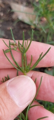 Spergula arvensis