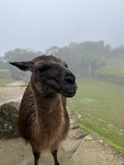 Lama