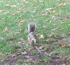 Sciurus carolinensis