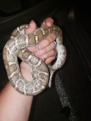 Arizona elegans elegans