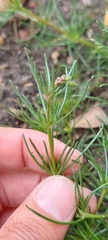 Spergula arvensis