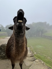 Lama