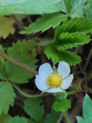 Fragaria vesca