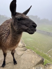 Lama