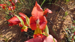 Gladiolus alatus