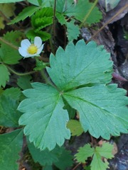 Fragaria vesca