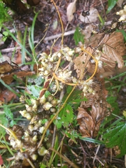 Cuscuta gronovii