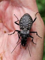 Carabus variolosus