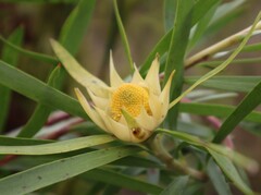 Leucadendron eucalyptifolium