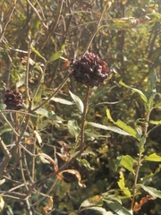 Rabdophaga rosaria