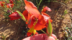 Gladiolus alatus