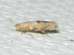 Bucculatrix coronatella