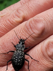 Carabus variolosus