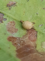 Neuroterus anthracinus