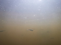 Leucaspius delineatus