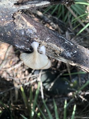 Entoloma strictius