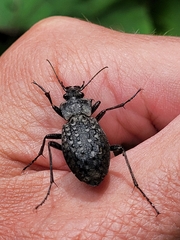 Carabus variolosus