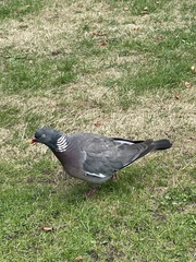 Columba palumbus