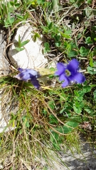 Gentianopsis ciliata ciliata