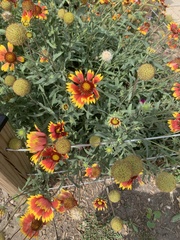 Gaillardia