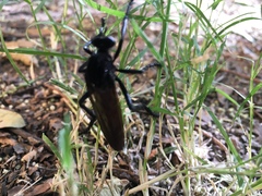 Archilestris magnificus