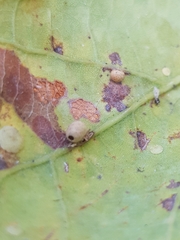 Neuroterus anthracinus