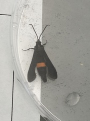 Synanthedon exitiosa