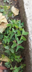 Oxalis latifolia