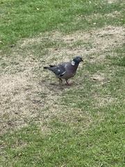 Columba palumbus