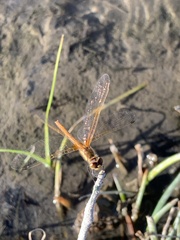 Sympetrum