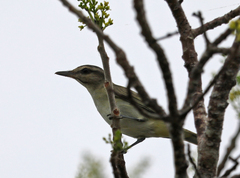 Vireo altiloquus