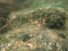 Theodoxus fluviatilis