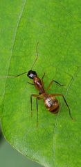 Camponotus americanus