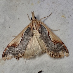 Loxostege albiceralis