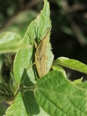 Sphenarium purpurascens