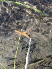 Sympetrum