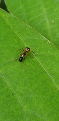 Camponotus americanus