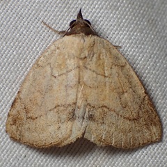 Isogona punctipennis