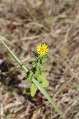 Pulicaria dysenterica
