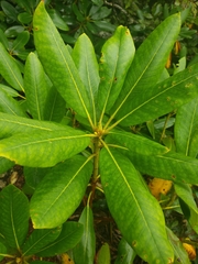 Rhododendron maximum